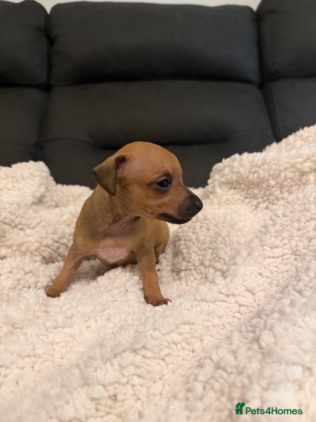 Italian Greyhound dogs for sale: KC Italian Greyhound Puppies  - Advert 10