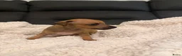 Italian Greyhound dogs for sale: KC Italian Greyhound Puppies  - Advert 12