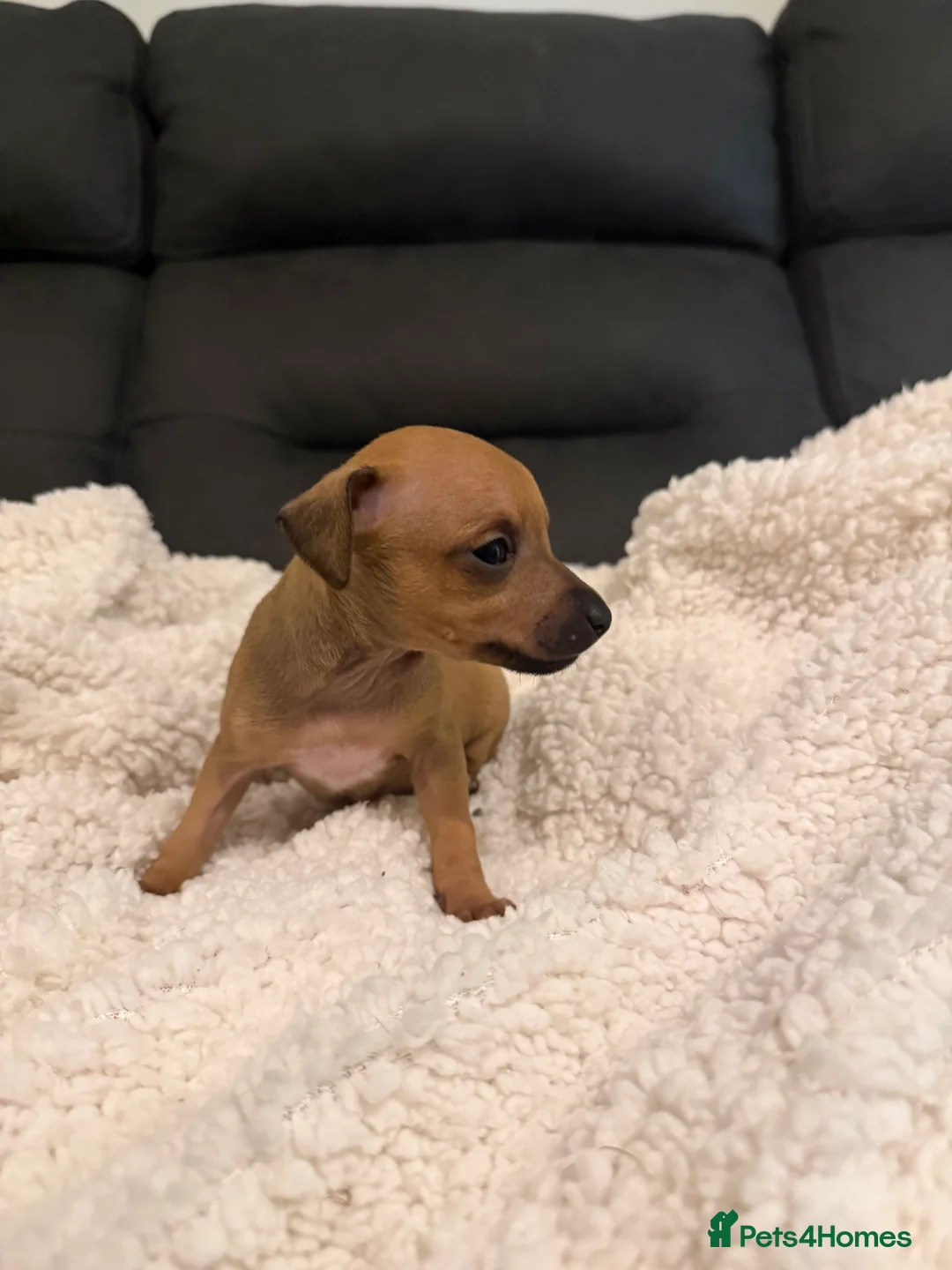 Italian Greyhound dogs for sale: KC Italian Greyhound Puppies  - Advert 12