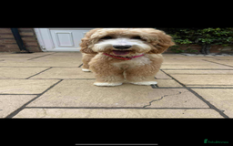 Australian Labradoodle dogs for sale: Australian Labradoodle Puppies – Ready Now🐶 - Image 21