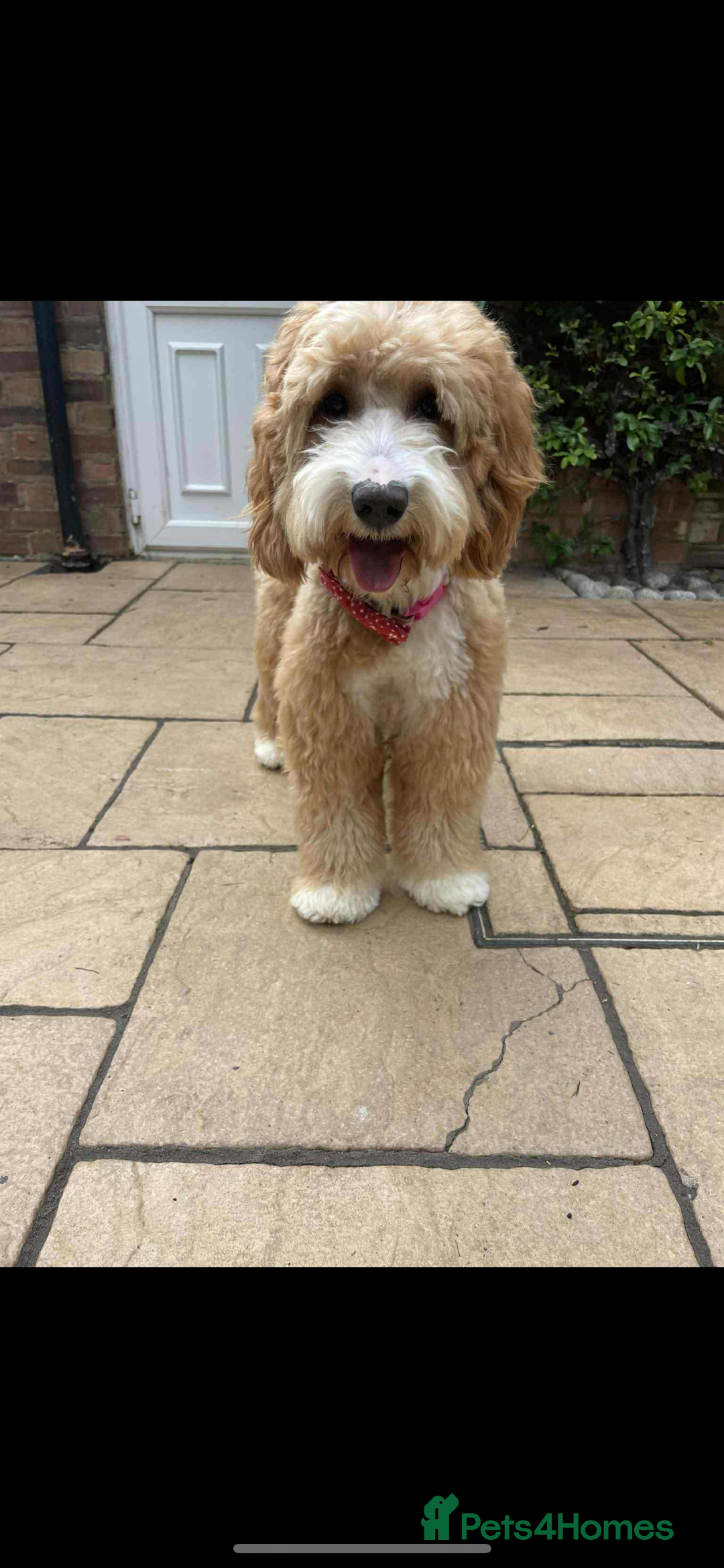 Australian Labradoodle dogs for sale: Australian Labradoodle Puppies – Ready Now🐶 - Image 21