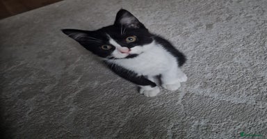 Mixed Breed cats - Advert 3
