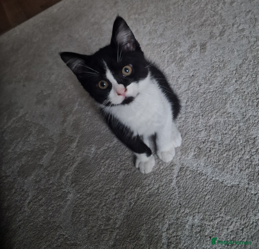 Mixed Breed cats for sale: Beautiful and very playful Male kitten 😸  - Image 2