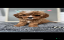 Cavapoo dogs for sale: Beautiful Health Tested F1 Cavapoos 🐶 - Image 37