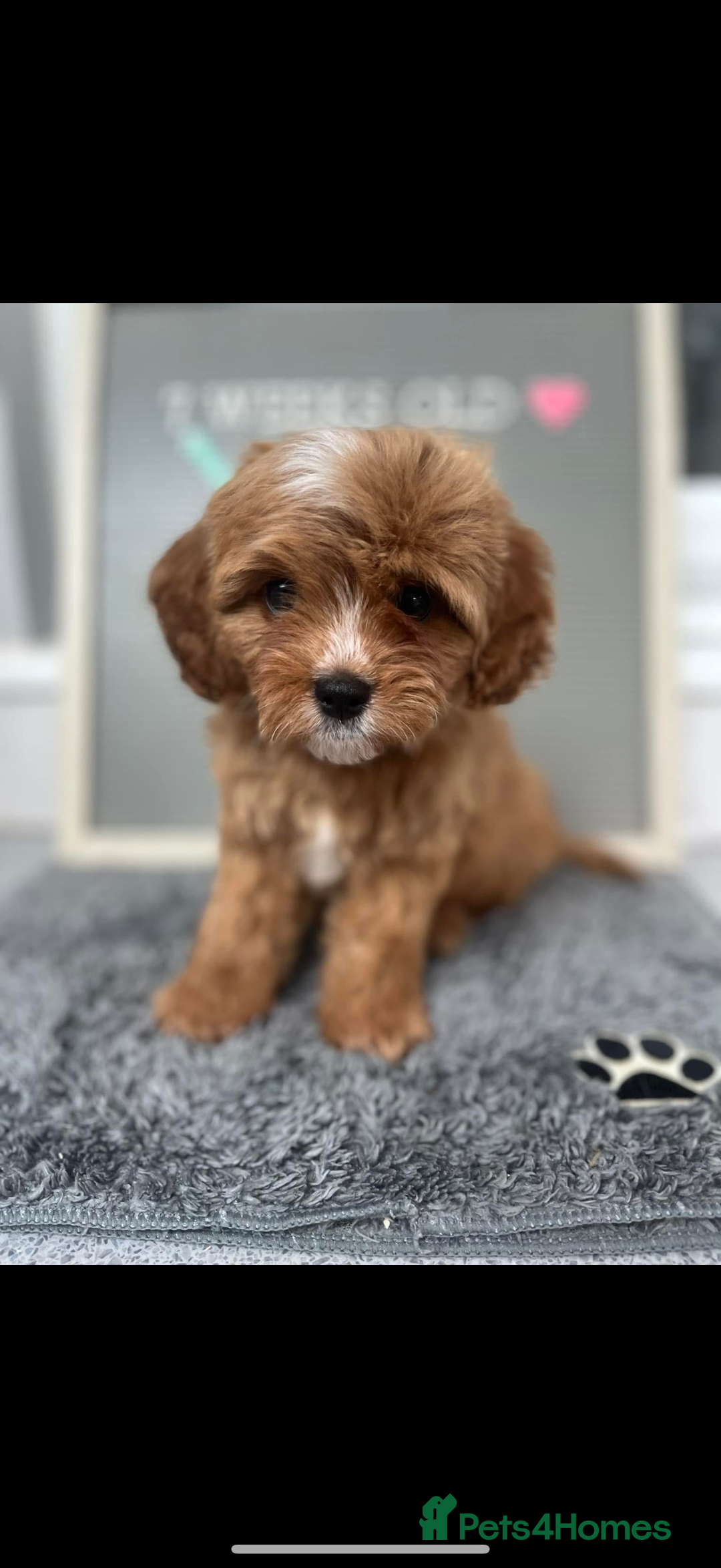 Cavapoo dogs for sale: Beautiful Health Tested F1 Cavapoos 🐶 - Image 37