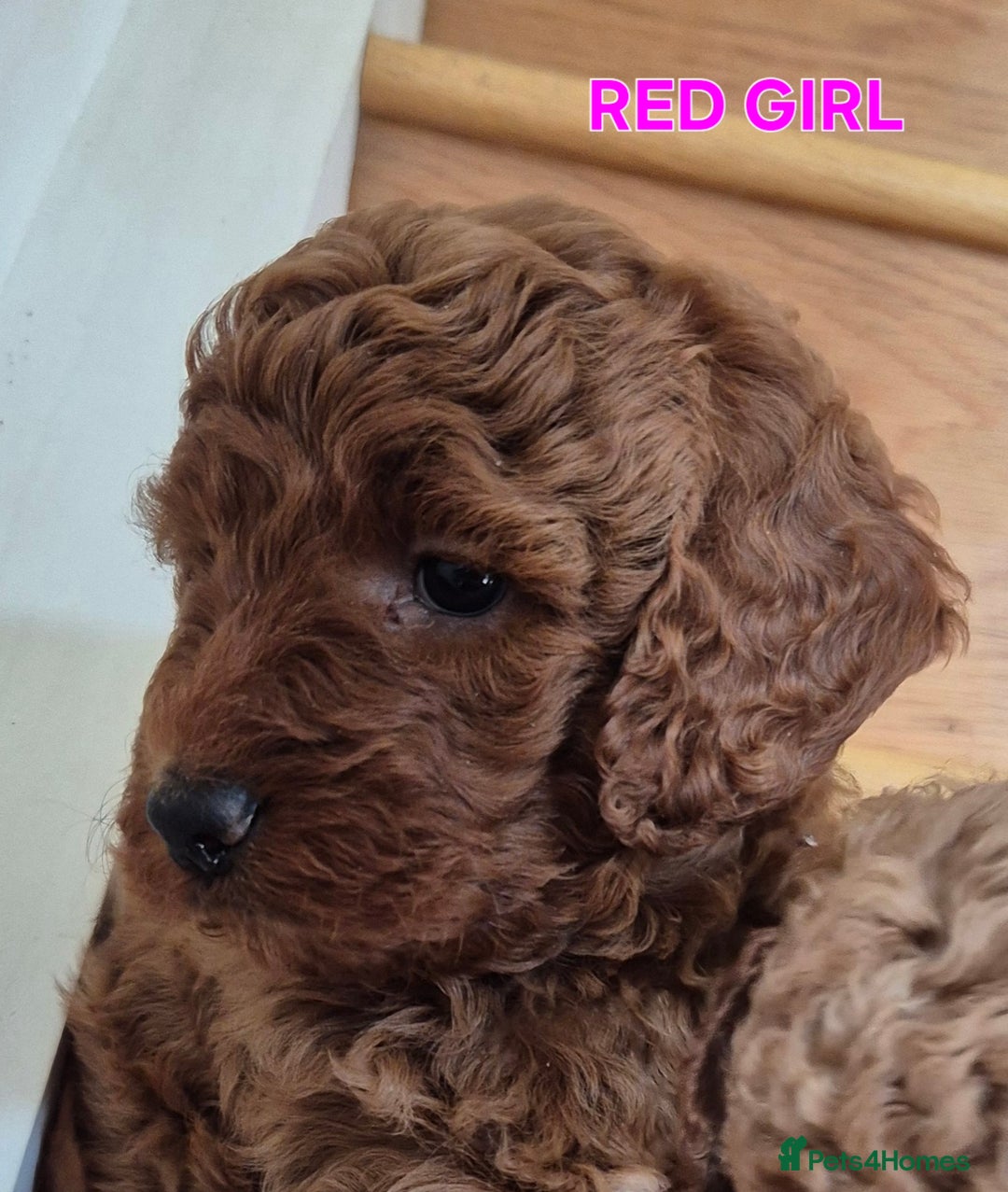 Mini Goldendoodle dogs for sale: F1b Red Miniature Goldendoodle tested parents - Image 4