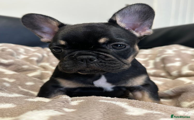 French Bulldog dogs - Advert 10
