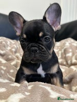 French Bulldog dogs - Advert 5