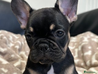 French Bulldog dogs - Advert 14