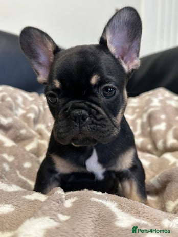 French Bulldog dogs - Advert 10