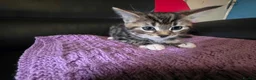 Mixed Breed cats for sale: lovely kittens  - Advert 5