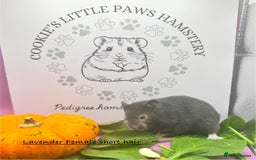 Hamster rodents for sale: Pedigree Syrian hamsters  - Image 4