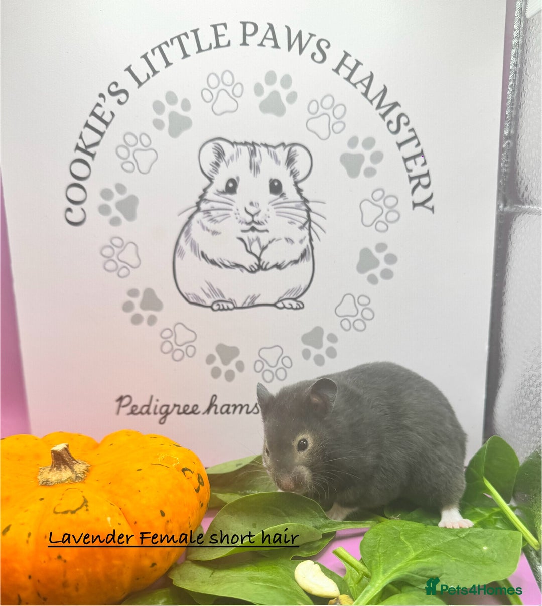 Hamster rodents for sale: Pedigree Syrian hamsters  - Image 4