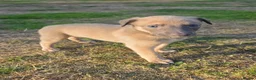 Lurcher dogs for sale: Lovely Lurcher Puppies - Advert 7