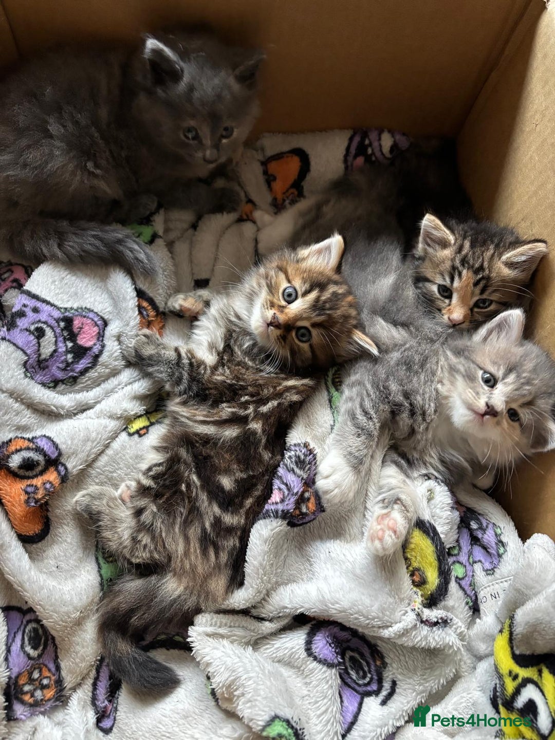 Mixed Breed cats for sale: Cute Kittens Looking For A Loving Home - Image 4