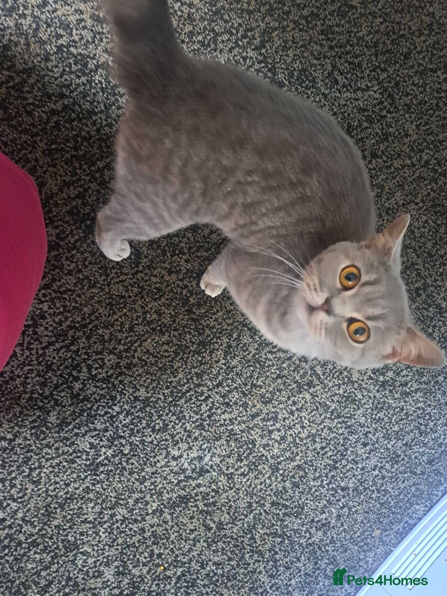 British Shorthair cats Male Grey British Short-hair Cat - Advert 2