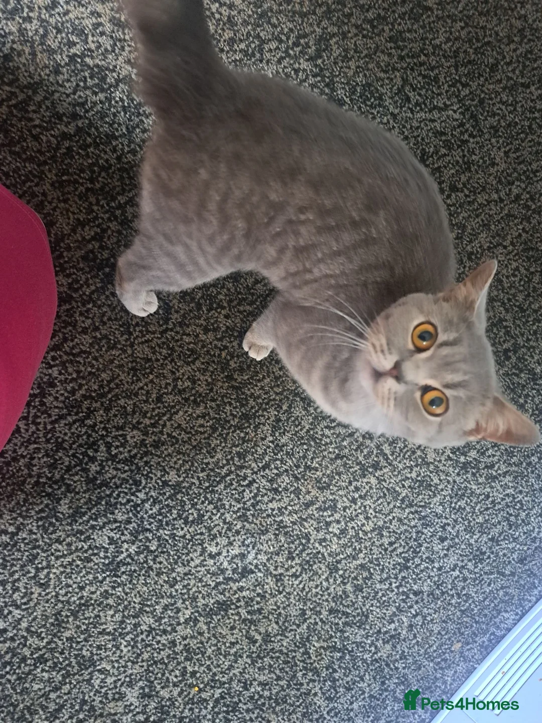British Shorthair cats for sale: Male Grey British Short-hair Cat in Colne - Advert 1