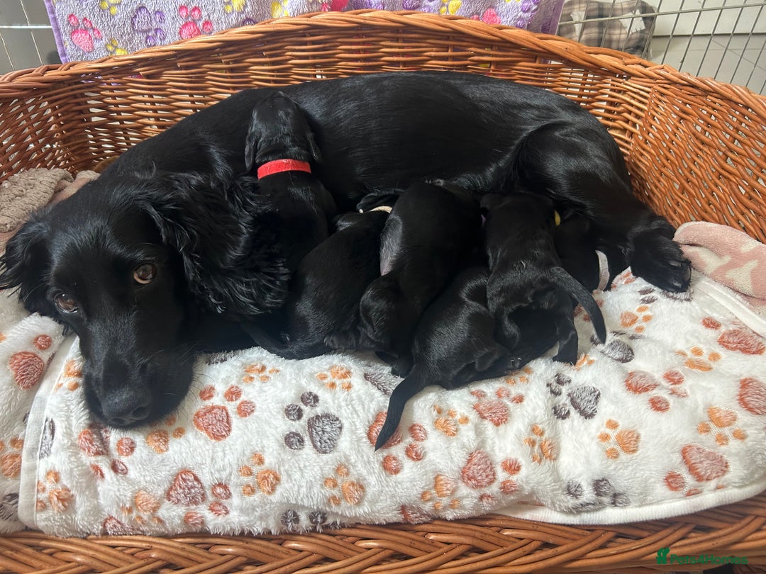 Cocker Spaniel dogs for sale: Cocker Spaniel Puppies - Image 8