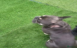 French Bulldog dogs for stud: Dogs name Zeus in a good healthy all vaccination  - Advert 5