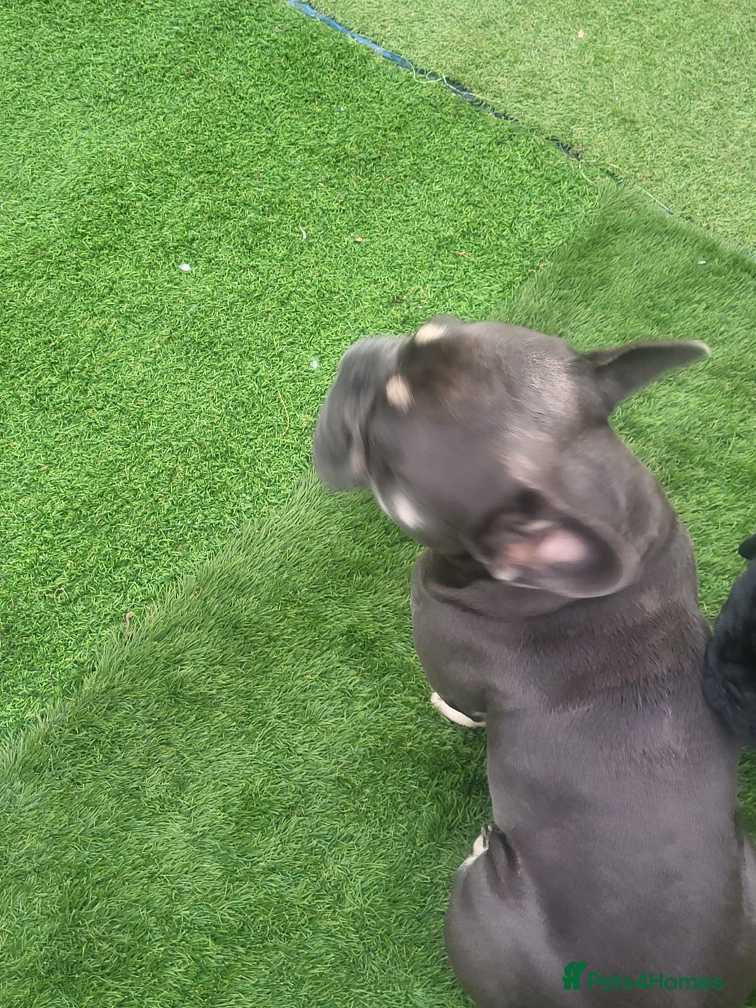 French Bulldog dogs for stud: Dogs name Zeus in a good healthy all vaccination  - Advert 5