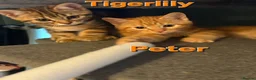 Mixed Breed cats for sale: Beautiful Kittens x4 Mixed colours Aged 11 weeks - Advert 7