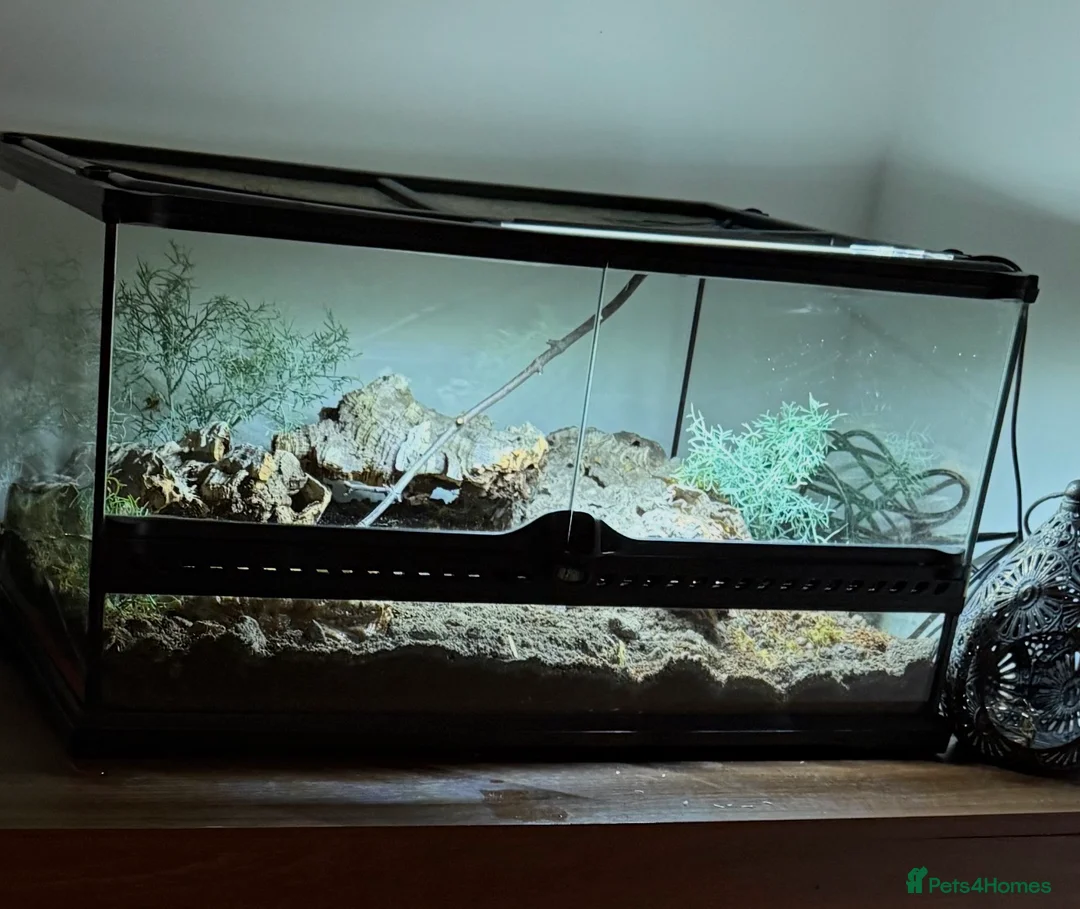 Milk Snake reptiles for sale: CB25 Nelson’s Milksnake in Peterlee - Advert 6