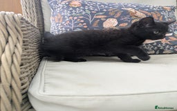 Mixed Breed cats for sale: Two gorgeous boys left - Image 12