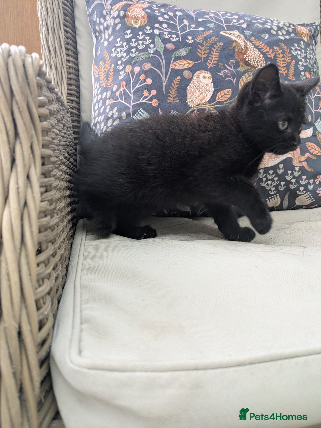 Mixed Breed cats for sale: Two gorgeous boys left - Image 12