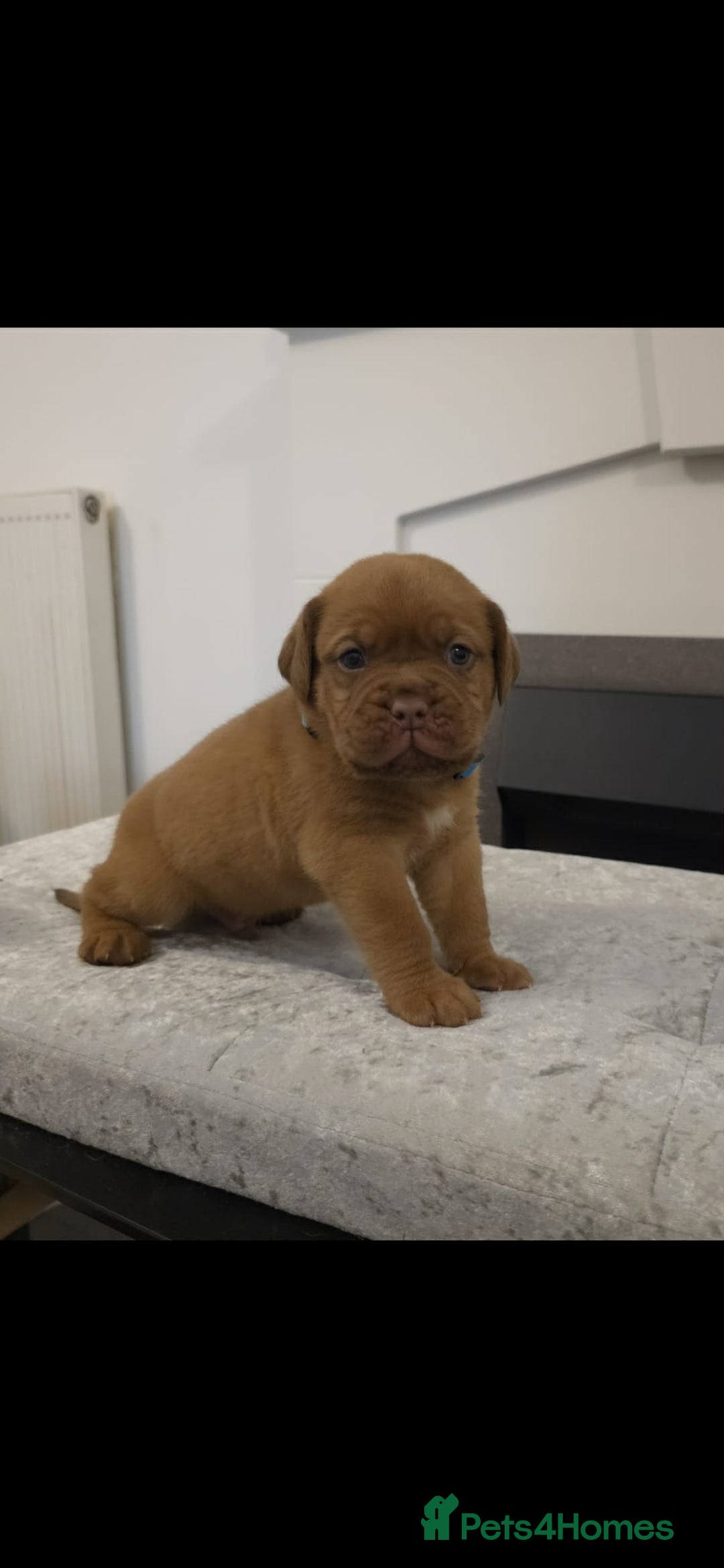 Dogue De Bordeaux dogs for sale: Dogue de bordeux puppies for sale! - Advert 15