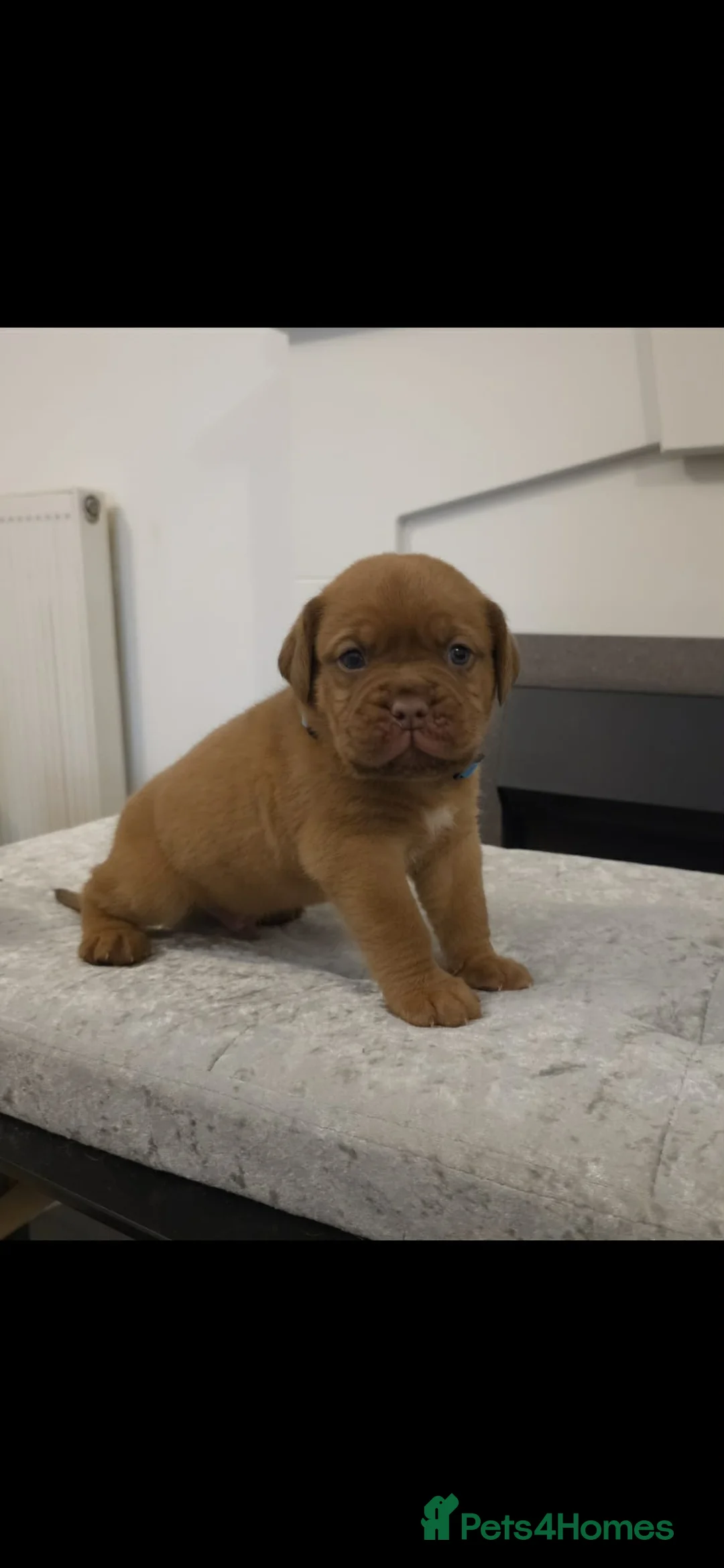 Dogue De Bordeaux dogs for sale: Just 1 male Dogue de bordeux puppy left for sale! - Advert 18