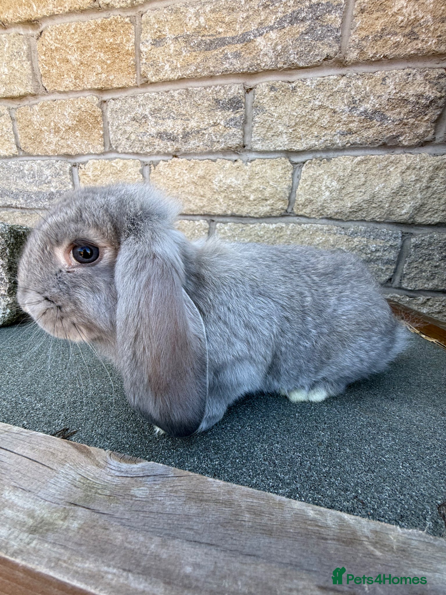 French Lop rabbits French Lop rabbits - Moorside Lops  - Advert 4
