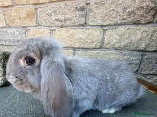 French Lop rabbits French Lop rabbits - Moorside Lops - Advert 4