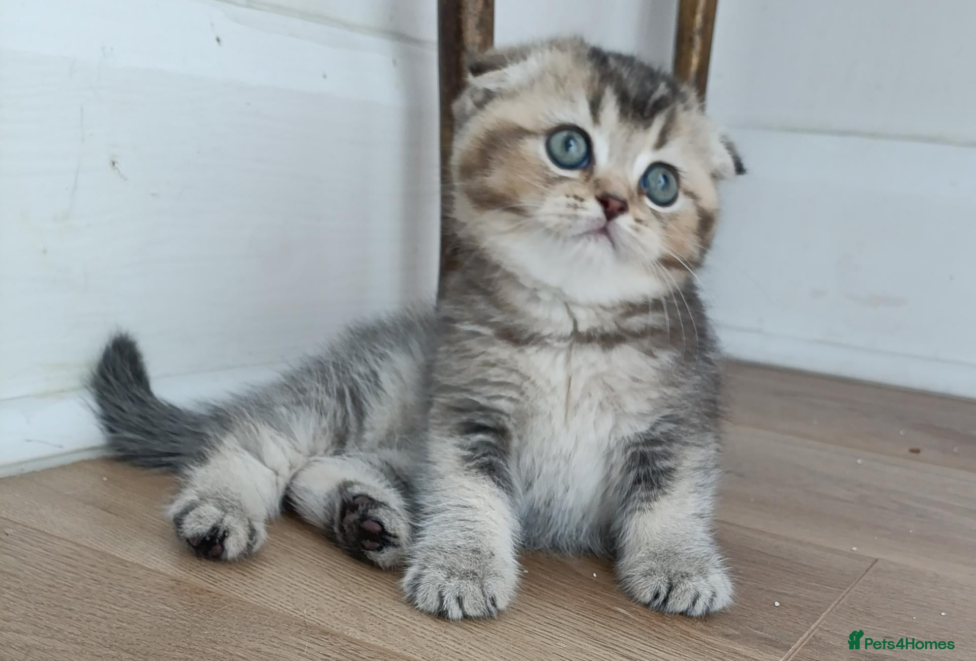 British Shorthair cats Amazing cuddle girl  - Advert 8