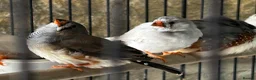 Finches birds for sale: Zebra finches - Advert 4