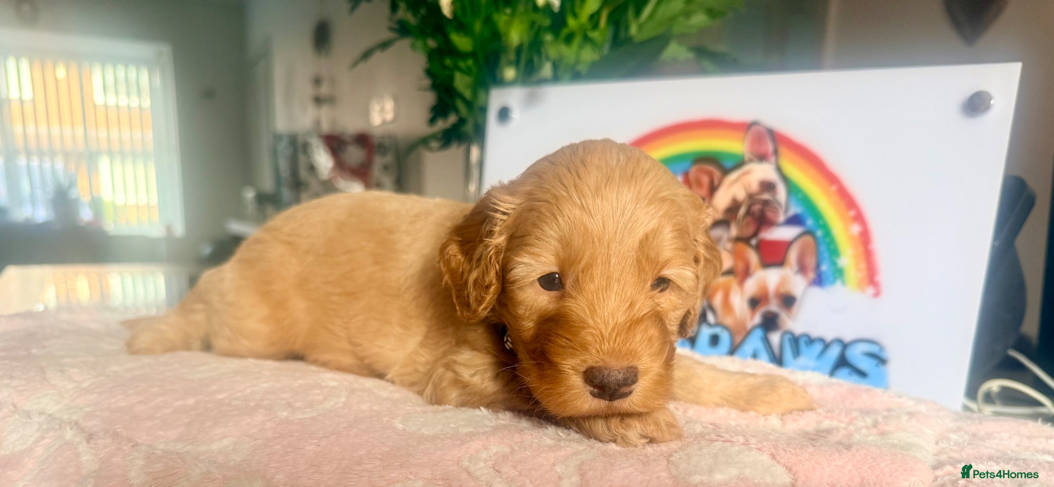 Cavapoo dogs Stunning F1b Cavapoo Puppies – 6 Girls & 2 Boys - Advert 2