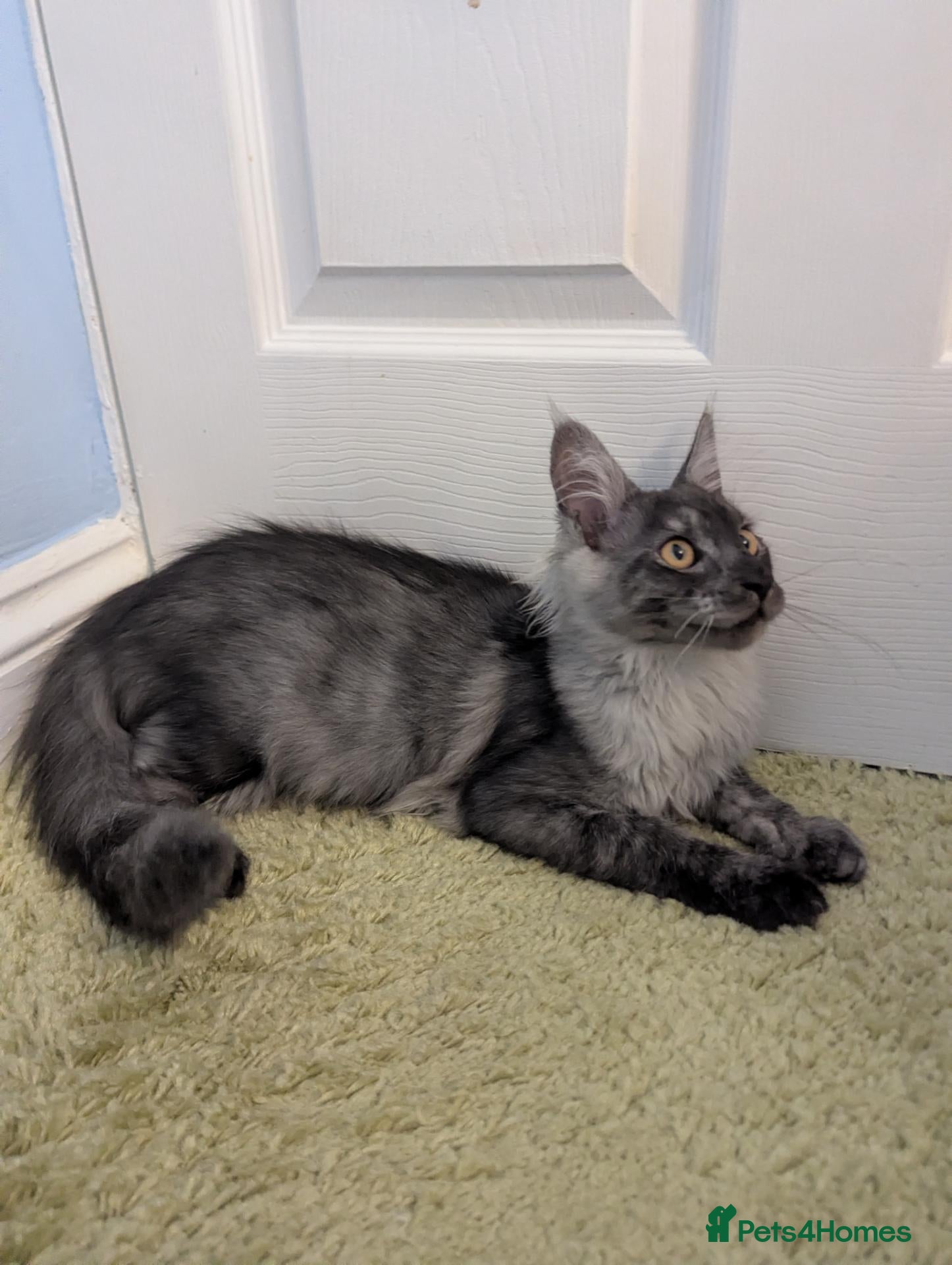Maine Coon cats Maine Coon Pedigree Kittens  - Advert 2