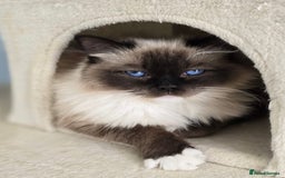 Ragdoll cats for sale: 6 Perfect Affectionate, Ready2Go Pedigree Kittens! - Advert 1