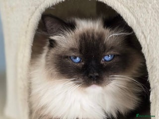 Ragdoll cats 6 Perfect Affectionate, Ready2Go Pedigree Kittens! - Advert 6