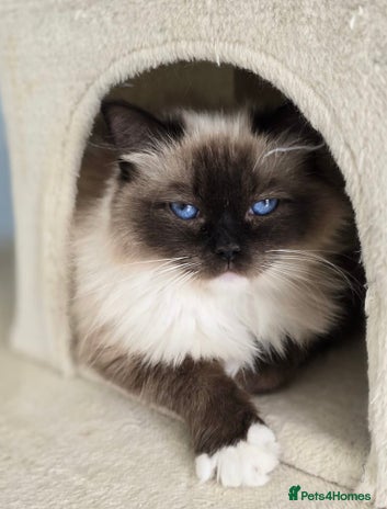 Ragdoll cats 6 Perfect Affectionate, Ready2Go Pedigree Kittens! - Advert 1