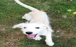 Mixed Breed dogs for sale: German Shepherd x Standard Poodle *Health tested* in Boston - Image 3