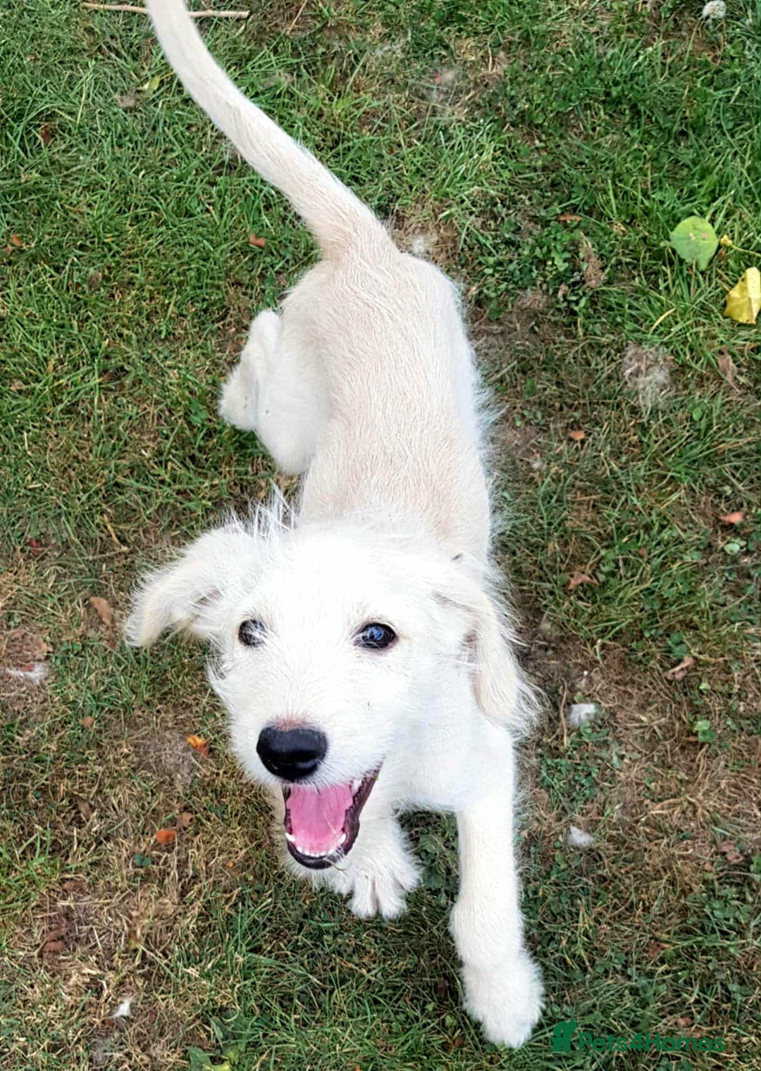 Mixed Breed dogs for sale: German Shepherd x Standard Poodle *Health tested* in Boston - Image 3