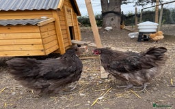 Chickens poultry for sale: 🐣 Beautiful Orpington Chicks & Cockerels for Sale - Image 7