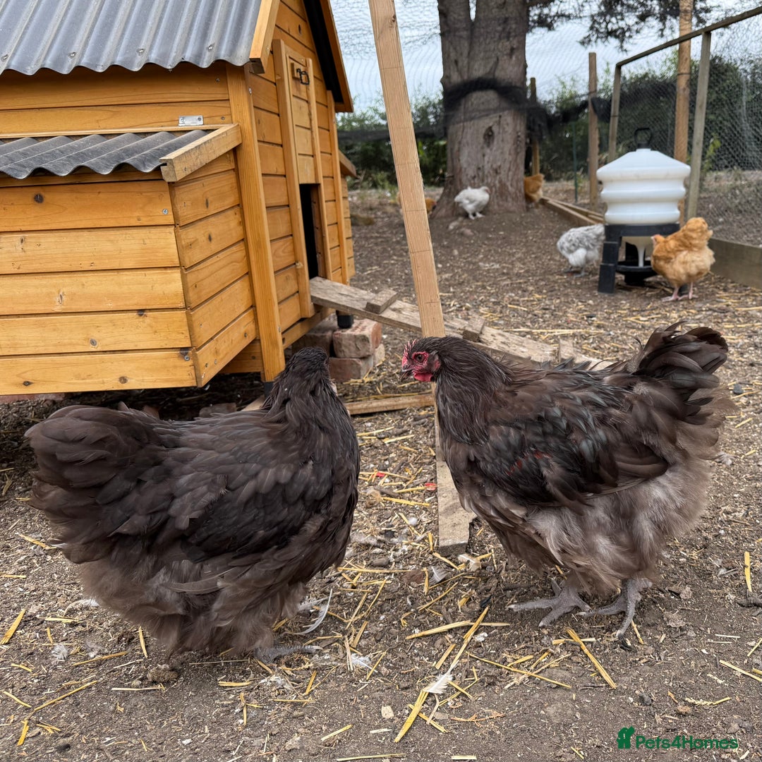 Chickens poultry for sale: 🐣 Beautiful Orpington Chicks & Cockerels for Sale - Image 7