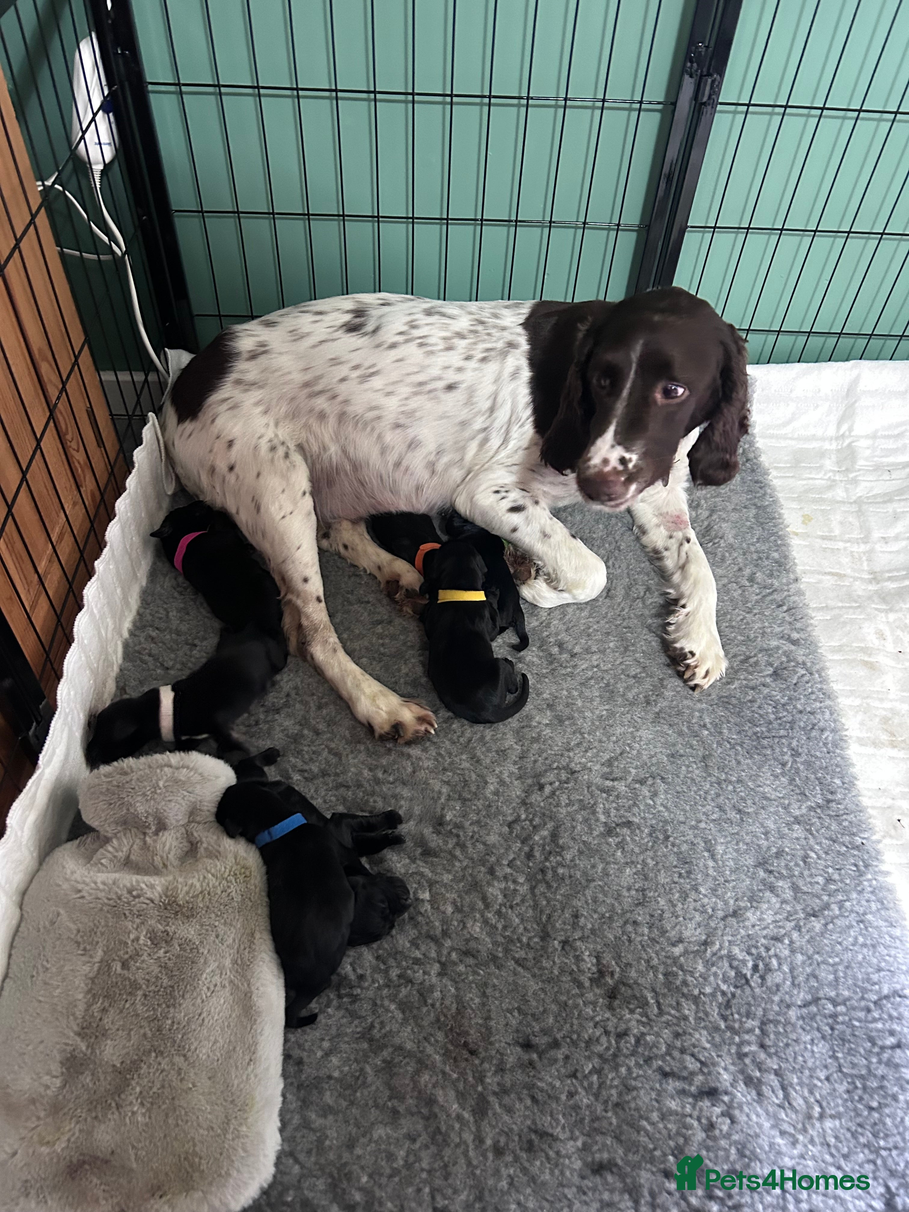 Springador dogs Springador puppies  - Advert 1