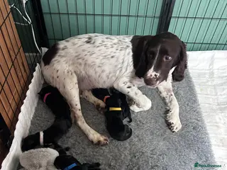 Springador dogs Springador puppies - Advert 3