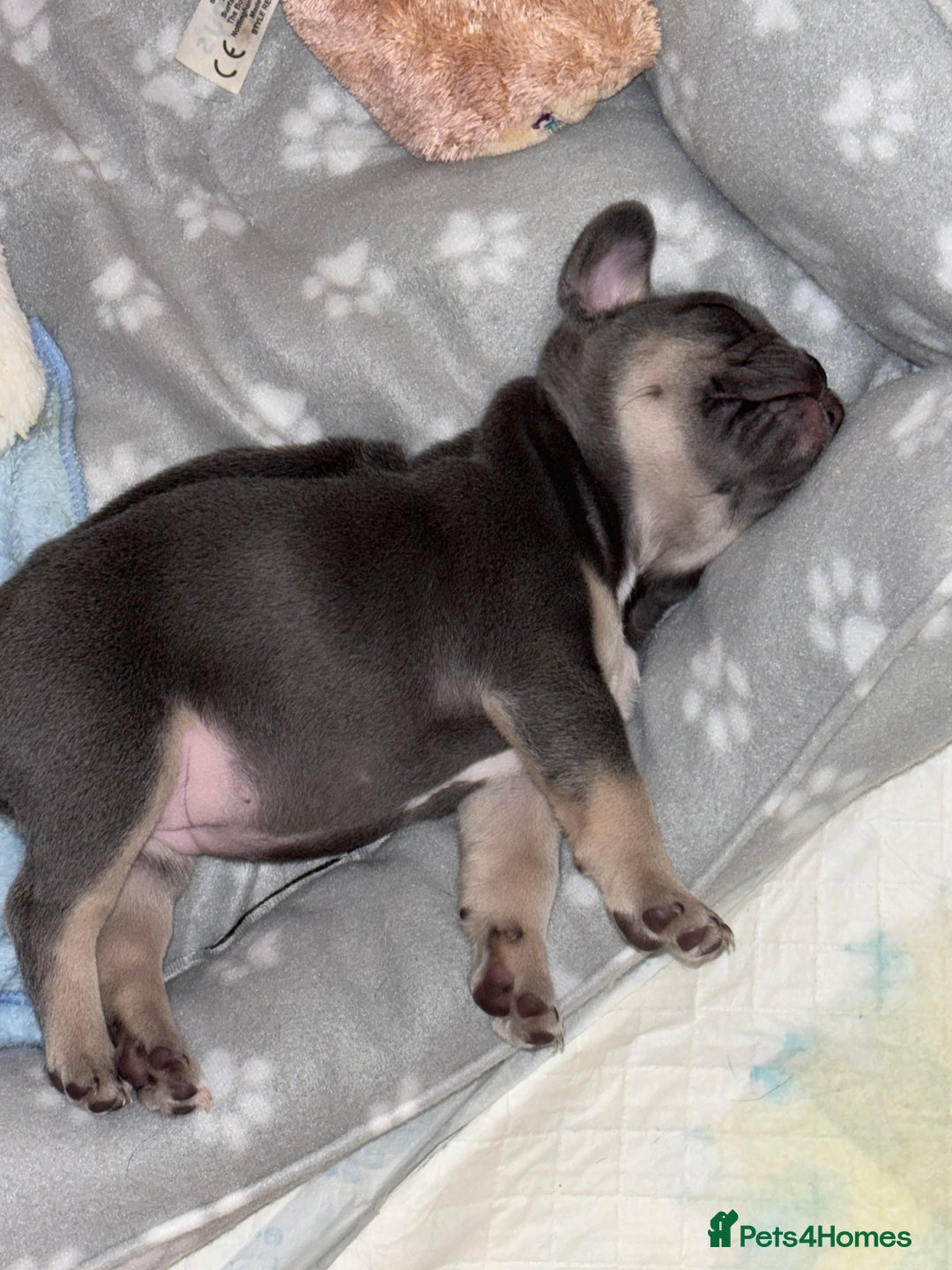 French Bulldog dogs for sale: Blue and tan baby girl  - Advert 3