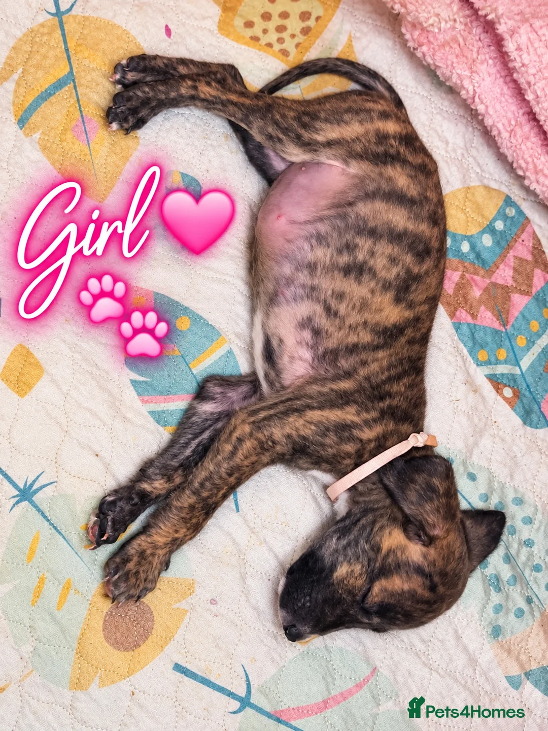 Mixed Breed dogs for sale: Dalmatian × Greyhound/Saluki Puppies - Advert 2