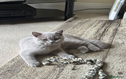 British Shorthair cats for sale: One Girl available - GCCF Beautiful Chunky BSH  in Salisbury - Image 17