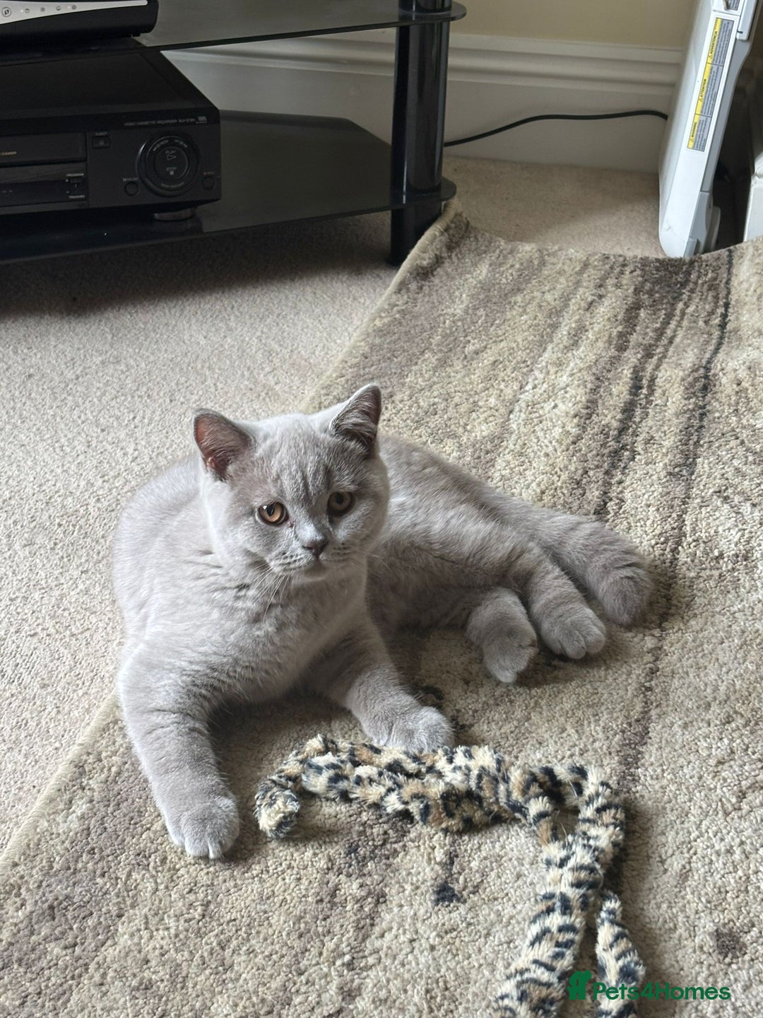 British Shorthair cats for sale: One Girl available - GCCF Beautiful Chunky BSH  in Salisbury - Image 17