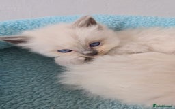 Ragdoll cats for sale: Irresistable Blue Mitted Ragdoll Kittens🙀😻🙀 - Image 26